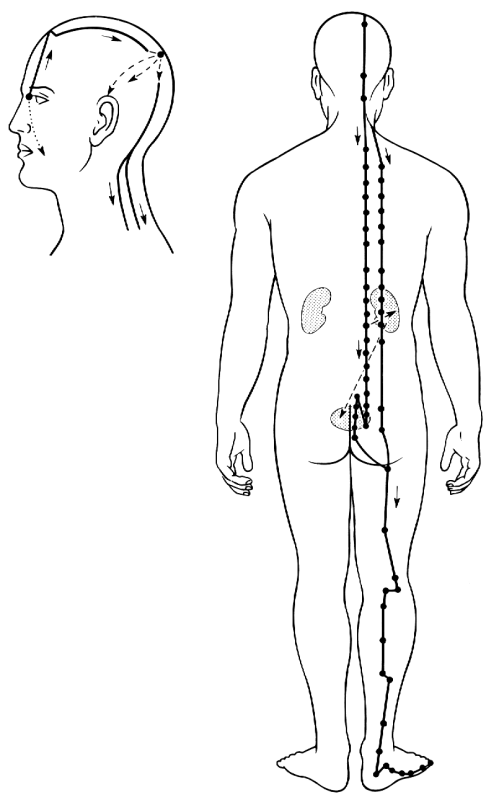 Blasenmeridian